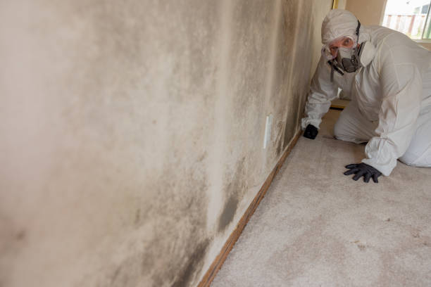 Best Environmental Consulting for Mold Prevention  in Vinton, VA